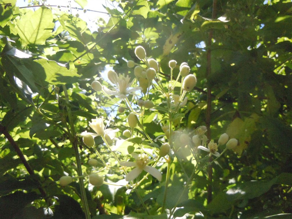 Clematis vitalba